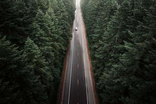 carretera Auto en carretera rodeada de un bosque de pinos 