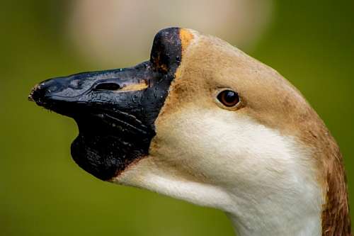cabeza de animal Cisne