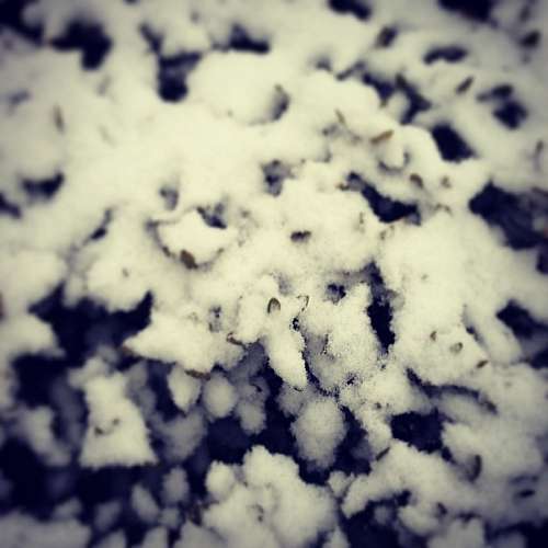 nieve, congelado, frio, primer plano, fondo, backg