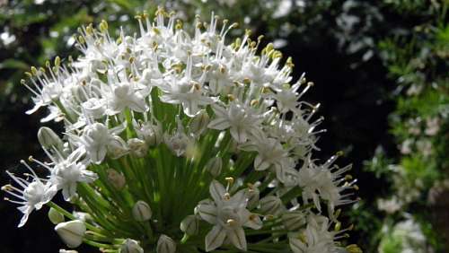 Flor, Flores, Cebolla