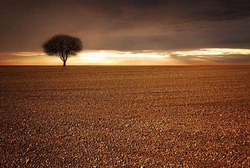 solitario Arbol solitario