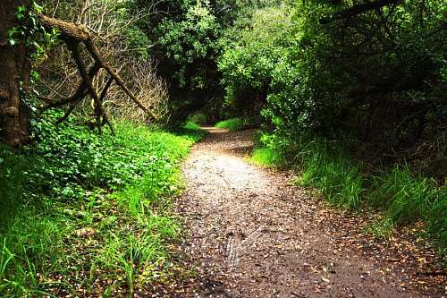 Camino en el bosque
