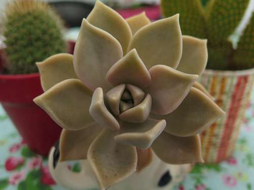 cactus Suculenta                   