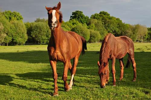 caballo, caballos, animal, animales, marron, campo