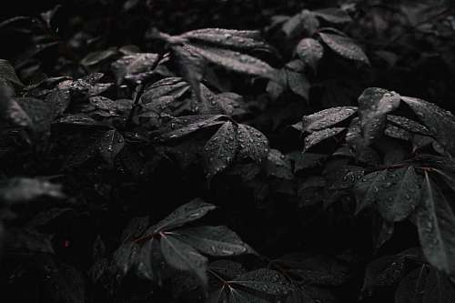 Hoja de lluvia fondo de pantalla hd