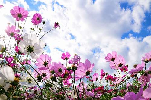 flor, flores, naturaleza, primavera, paisaje, jard