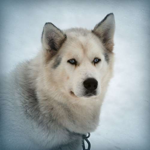 pelaje Perro en la Nieve