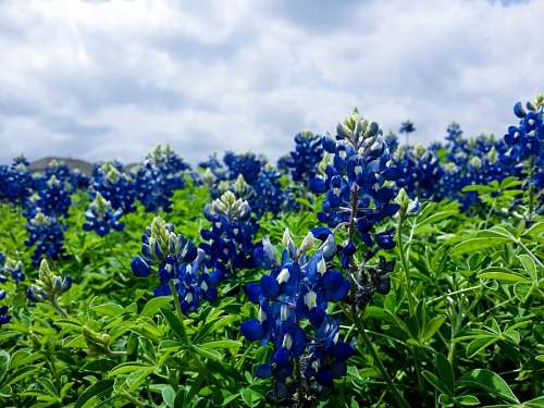 Flores Azules