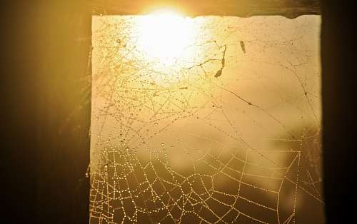 salida del sol tela de araña