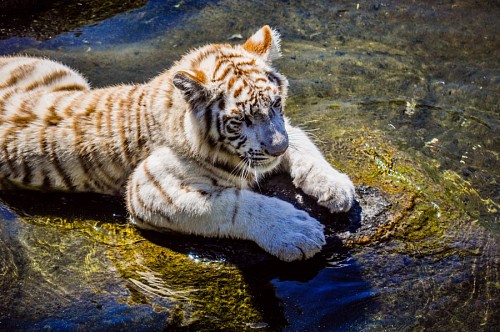 selva Tigre de bengala blanco descansando bajo el sol 