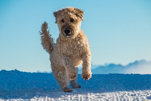 recortable Perro Terrier Irlandés color trigo dando un salto en la nieve