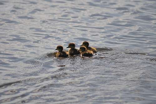 patito Patitos Bebe
