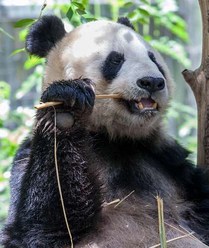 bit oso, animal, panda, tierno, madera, morder, mordie
