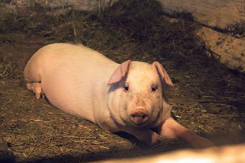 acostado Cerdo