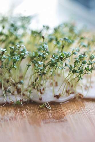 experimento Brotes de Soja