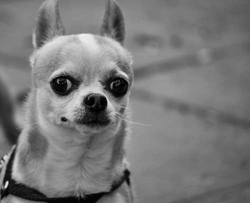 Perro