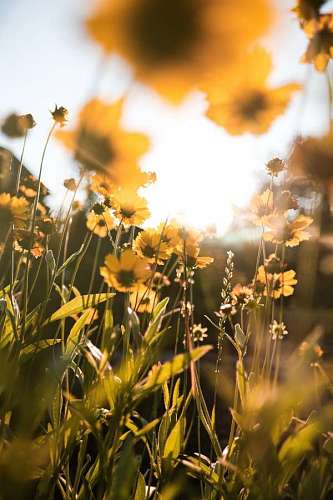 Flores silvestres amarillas en una pradera al atardecer