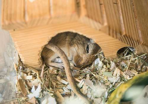 raton Raton durmiendo