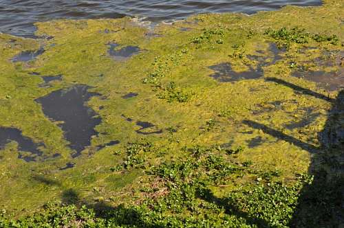 vegetacion Lago Verdin