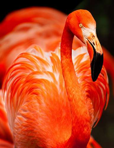 Flamenco Rosado