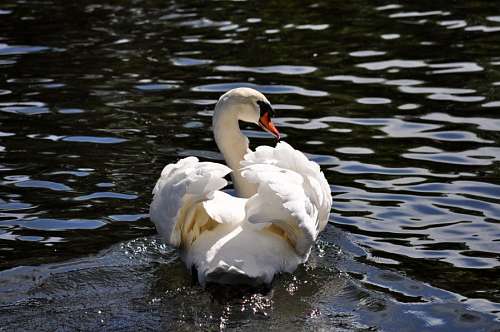 cisne cisne