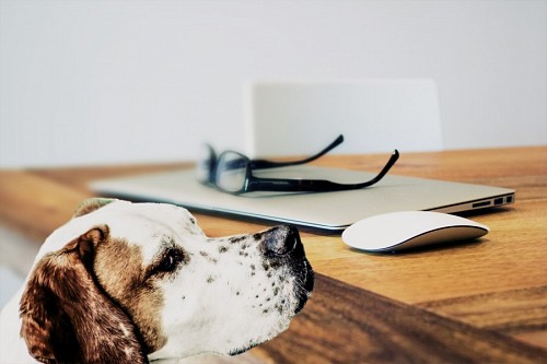 recortable Perro acompañando en el trabajo
