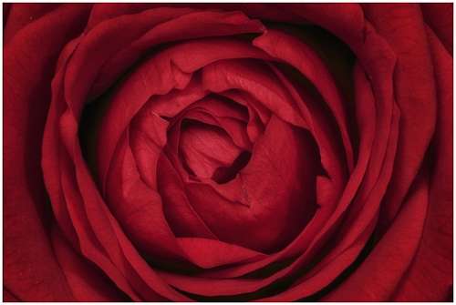 pasion Rosa Roja