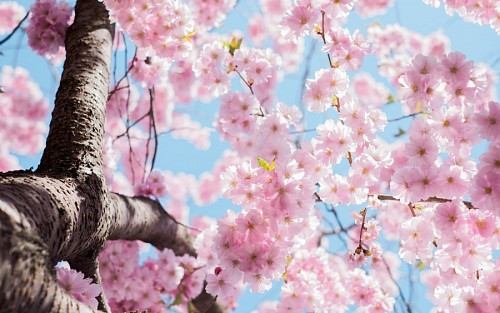 Flores de cerezo para fondo de pantalla HD 