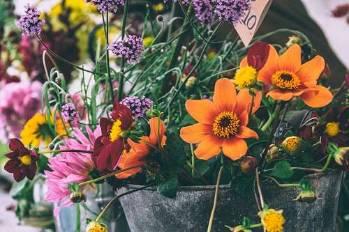 florista Flores