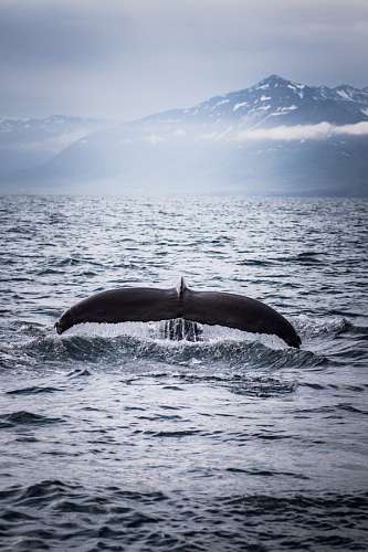 islandia Ballena