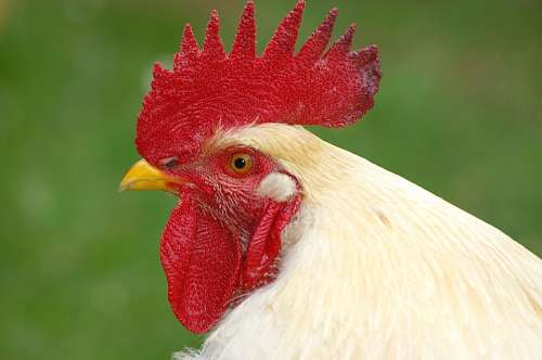 hahnen Gallo