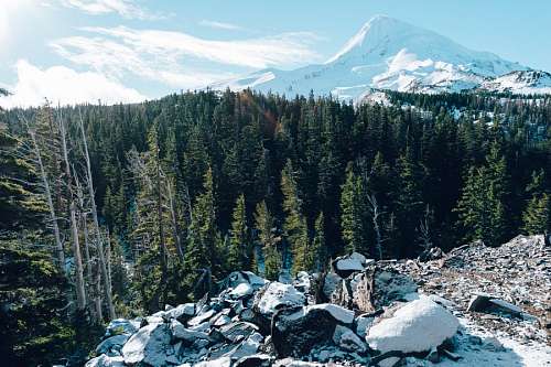 montanas nevadas Bosque