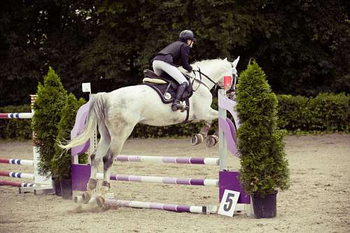 equitacion Equitacion