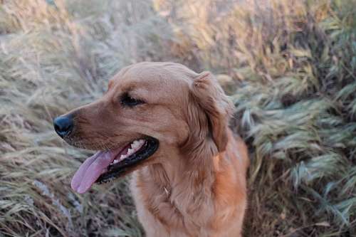 golden retriever Golden Retriever