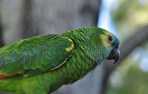 loros Loro