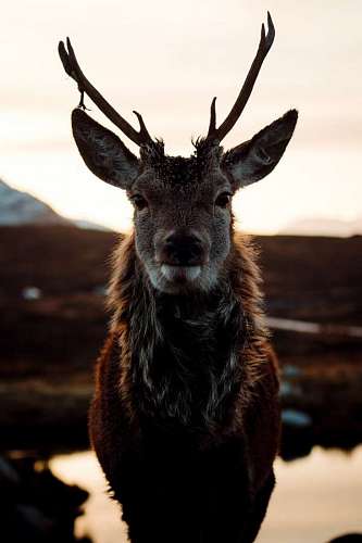 vida salvaje Retrato de un  Ciervo de las tierras altas en Escocia