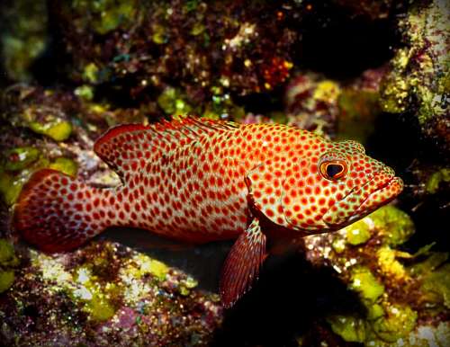 peces Pez tropical