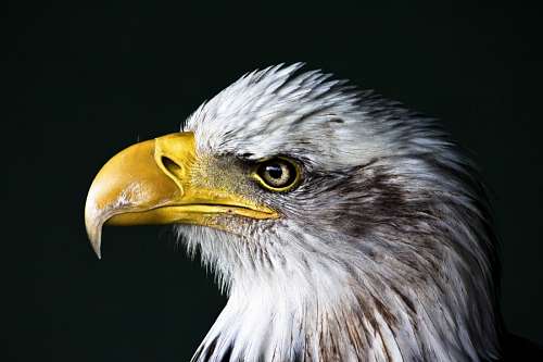 aguila Cabeza de Aguila tipo americana