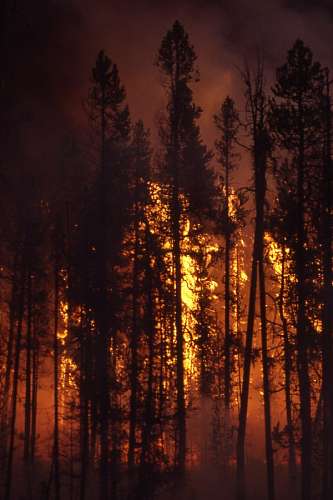 110 Incendio Forestal