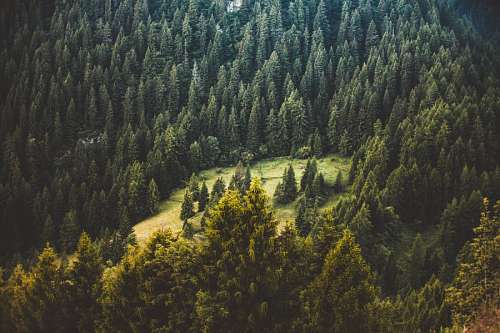 vista de arriba Bosque de Pinos