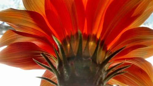Flores en el Jardin