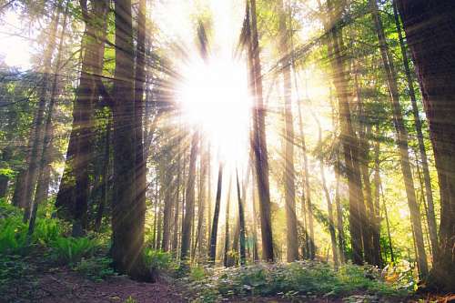 Bosque y rayos de sol