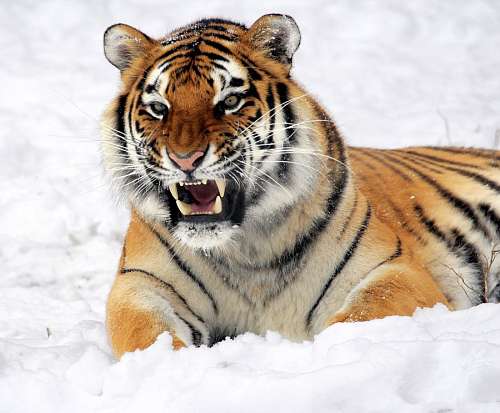 Tigre
