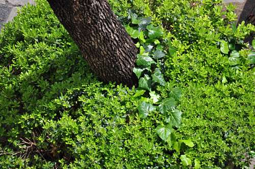 trono Tronco Jardin