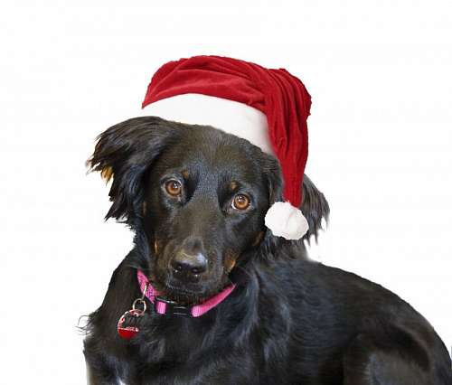 Perro Navidad