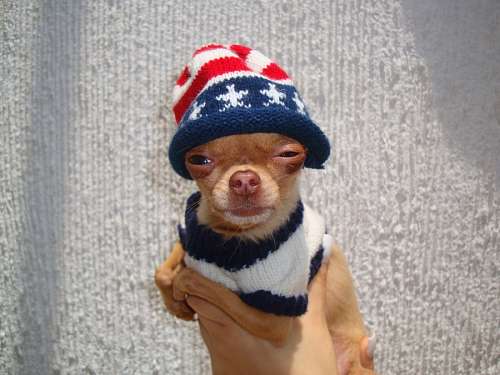 38 Chihuahua