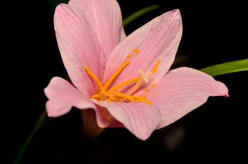 lily Flor Del Lirio con fondo negro