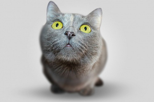 Primer plano de Gato sorprendido 