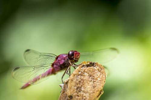 dragon Libelula