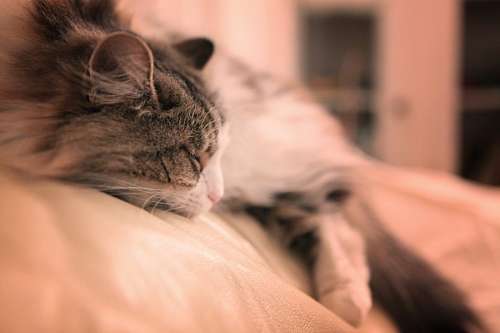 eva Gato Descansando